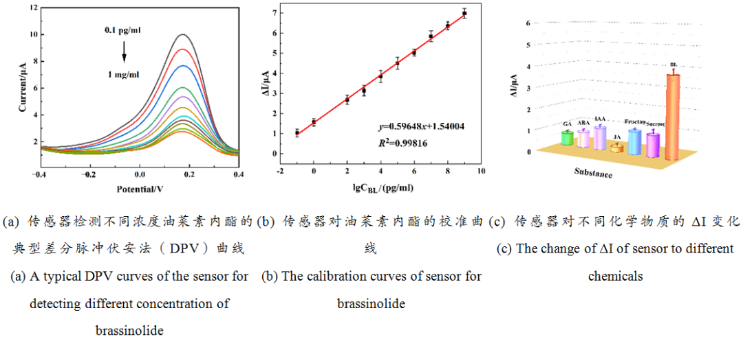 Electrochemical Immunosensor for In Situ Detection of Brassinolide