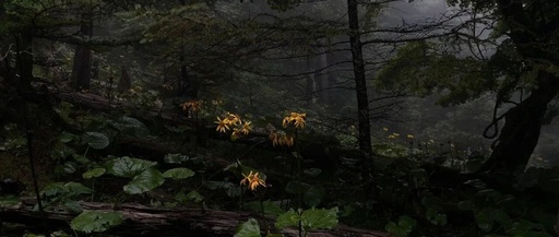 Sharing an Embedded Programming Template