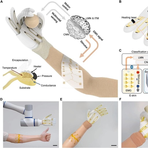 Giving Robots a Sense of Touch? Chinese Team Develops "Electronic Skin" to Open a New Era of Human-Machine Interaction