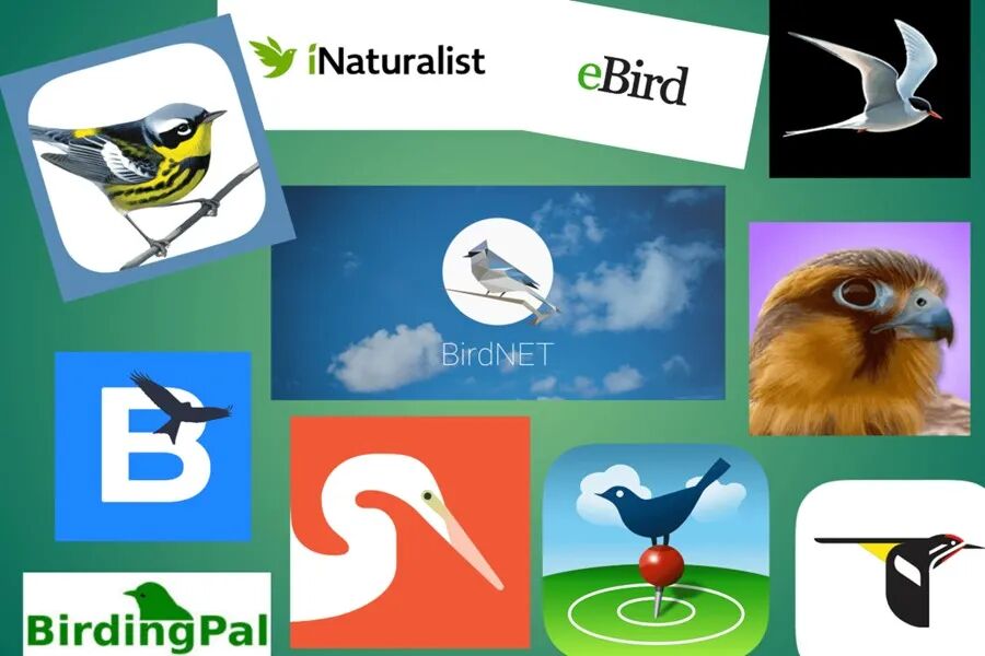 Beyond Chatbots: Embracing AI Natural Applications for Birdwatching