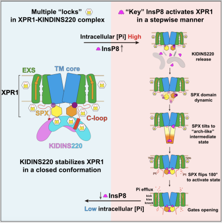 Weekly Technology Review: New Micro-Pore Free Process Enhances Metal 3D Printing Durability; Unveiling the Mechanism of Key Proteins Preventing Brain Calcification