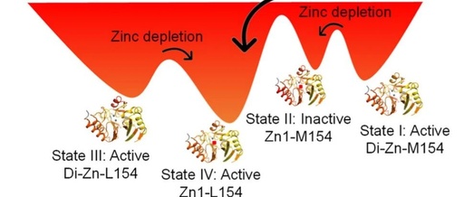 Inhibitor-Dependent Tolerance of New Delhi Metallo-β-Lactamase Driven by Single Mutation-Induced Conformational Changes
