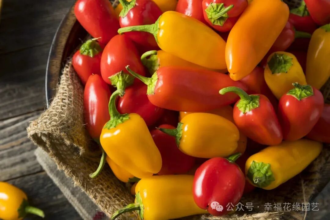 Mini Sweet Peppers: The 'King of Vitamin C' on the Dining Table, Combining Nutrition and Flavor