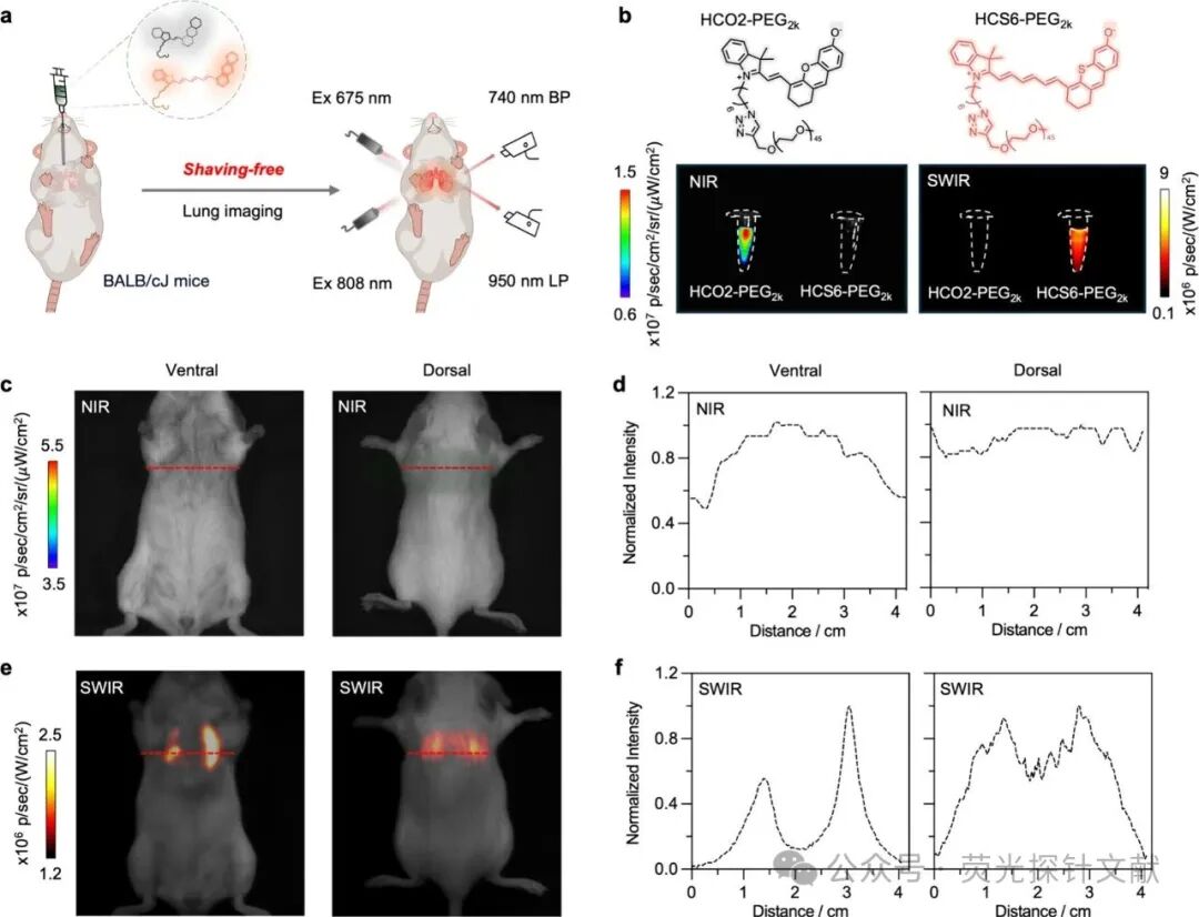 Short-Wave Infrared Semi-Cyano-6 for Cancer Activation and Non-Hairless Preclinical Imaging of Lung Metastasis