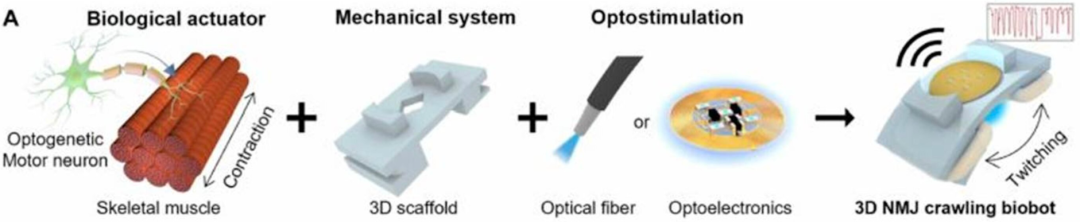 New Biohybrid Robots Controlled by Optogenetics