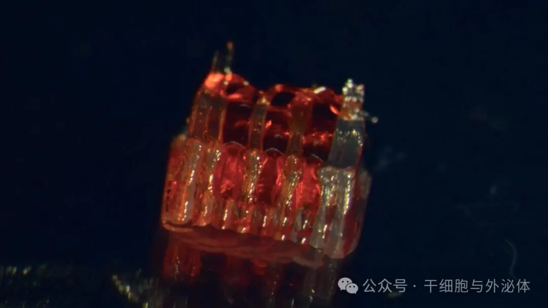 3D Printed Spinal Organoid Scaffolds Create Miracles! Recovery of Walking After 12 Weeks of Spinal Cord Injury, Doubling the Efficiency of Neural Signal Transmission
