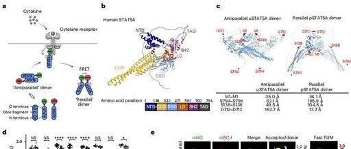Gene-Encoded Biosensor STATeLights: A Breakthrough Tool for Real-Time Visualization of STAT Activation in Live Cells