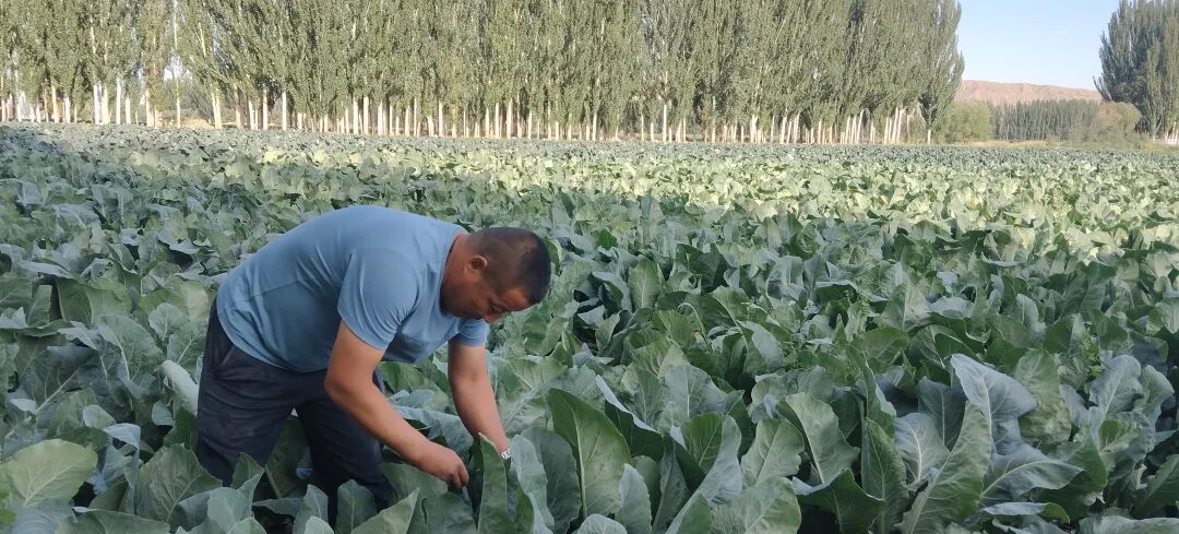 Strengthening the Awareness of the Chinese National Community: The 'Embedded' Vegetable Garden Yields 'Community' Fruits