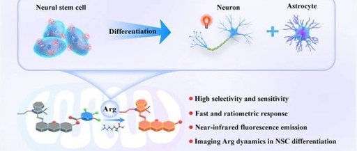 Revealing Dynamics of Arginine Metabolism in Neural Differentiation through Ratiometric Fluorescence Imaging