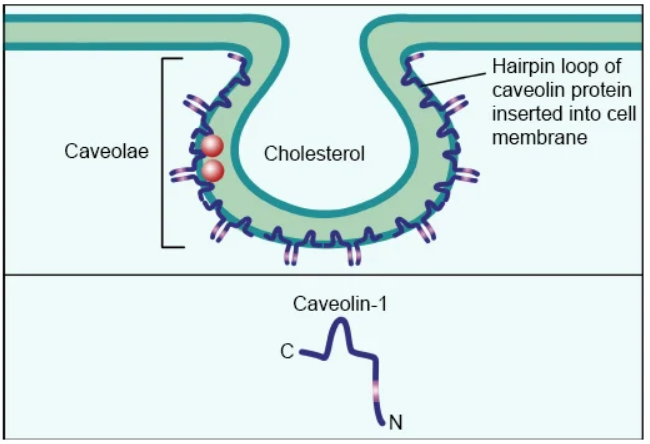 Mechanisms of Endocytosis for ADC Drugs