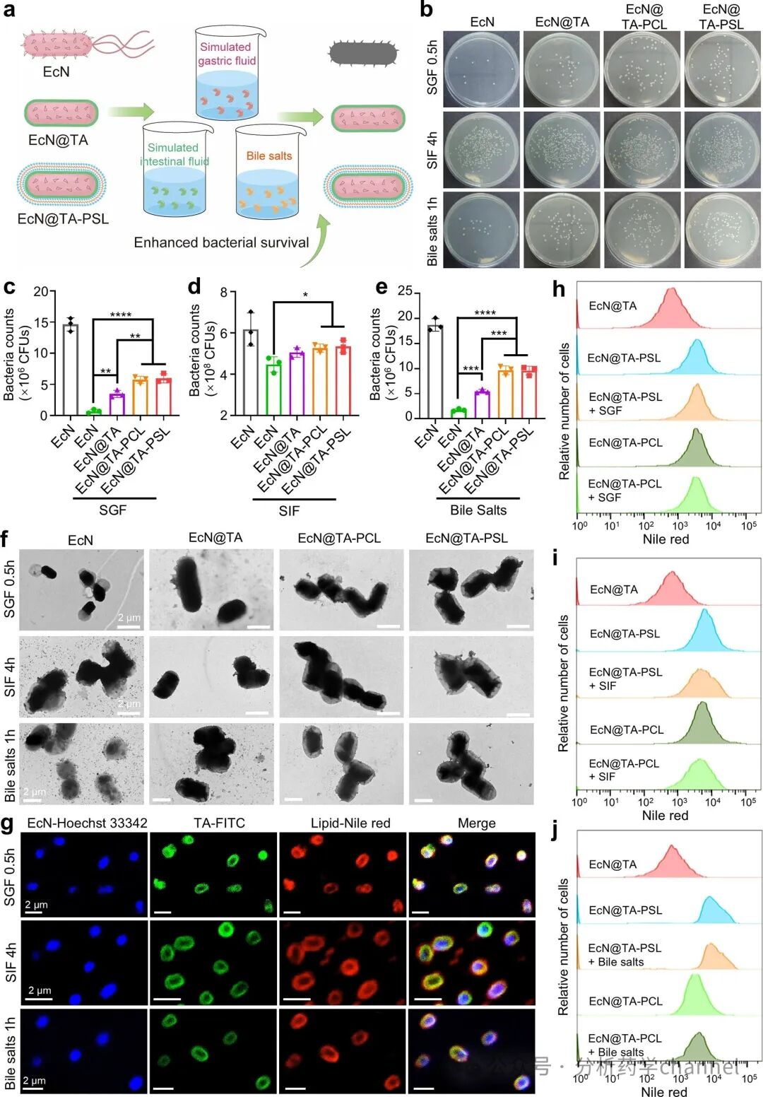 Literature Sharing | J AM CHEM SOC | Probiotic-Drug Conjugates Achieve Site-Specific Probiotic Colonization and On-Demand Drug Release to Combat Ulcerative Colitis and Its Complications