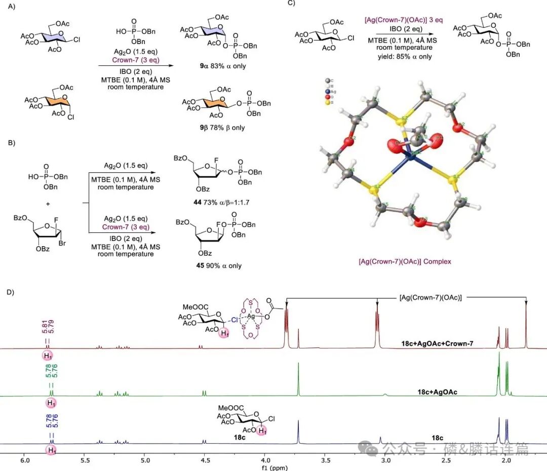 Thiocrown Ether: Reversing SN1 to SN2 Pathways in 1,2-cis Phosphoryl Glycosylation