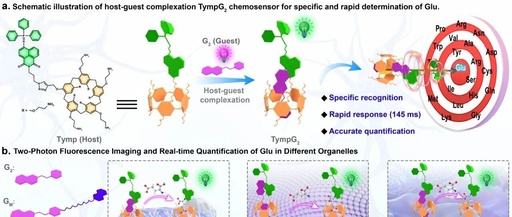 An Engineered Supramolecular Fluorescent Chemosensor for Multiscale Visualization of Glutamate Dynamics in Living Systems
