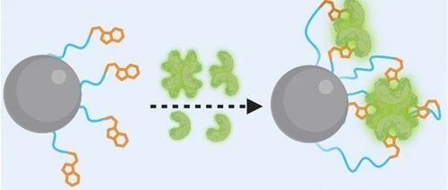 Breaking Through Device Bottlenecks: Avidity-Driven Targeted Fragment Drug Screening