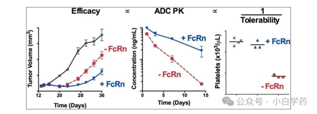 Opportunities for Newcomers in ADC Drugs Amid Challenges!