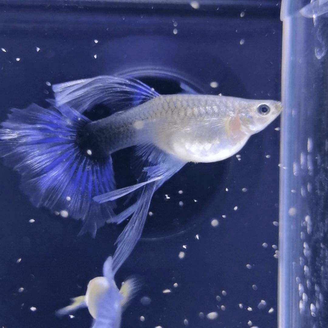 What Does 'Big C' Mean in Guppy Breeding?