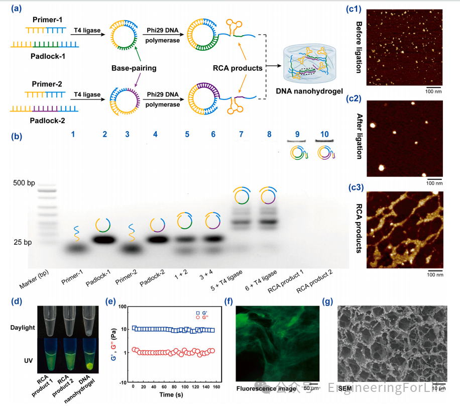 Exosome Aptamer Sensors for Staging Breast Cancer