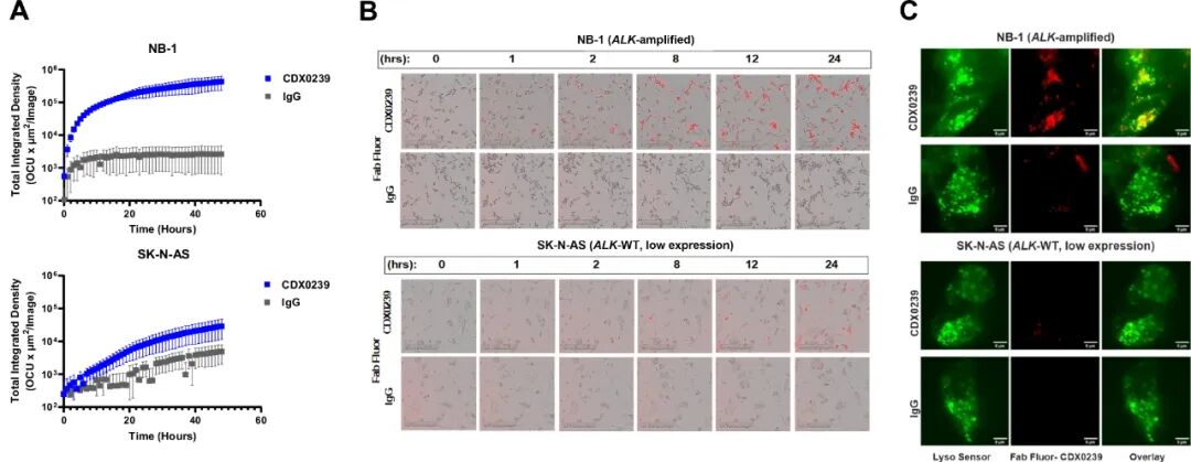 ALK-ADC Drug: Validation of Efficacy of ALK-Targeted Humanized Antibody-Drug Conjugate with Pyrrolobenzodiazepine Payload in ALK-Expressing Cancers