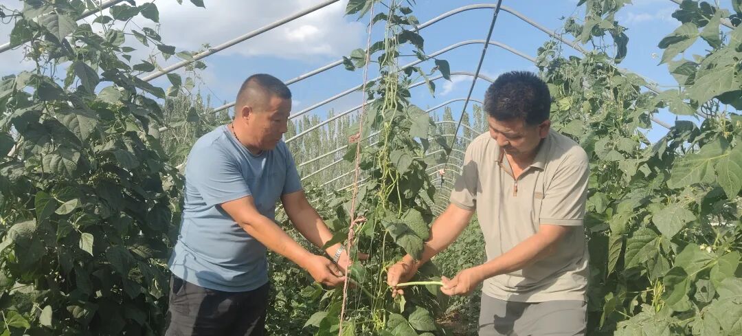 Strengthening the Awareness of the Chinese National Community: The 'Embedded' Vegetable Garden Yields 'Community' Fruits