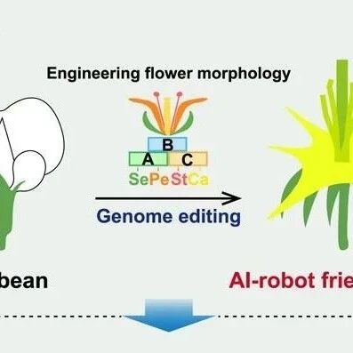 Latest Publication from the Chinese Academy of Sciences: Breakthrough in Crop Hybrid Breeding through Collaborative Design of Genomic Editing and AI Robotics