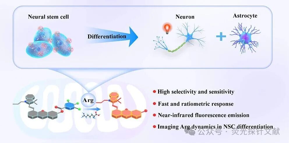 East China Normal University - Tian Yang: Revealing Dynamic Changes in Arginine Metabolism During Neuronal Differentiation Through Ratio Fluorescence Imaging