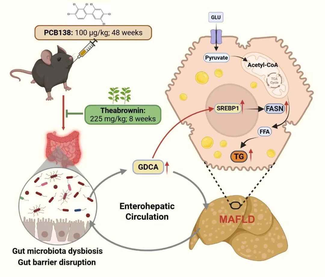 Research on the Mechanism of PCB138-Induced Metabolic-Related Fatty Liver Disease and Intervention with Theabrownin by the Team of Professor Zuo Zhenghong and Professor He Chengyong from Xiamen University