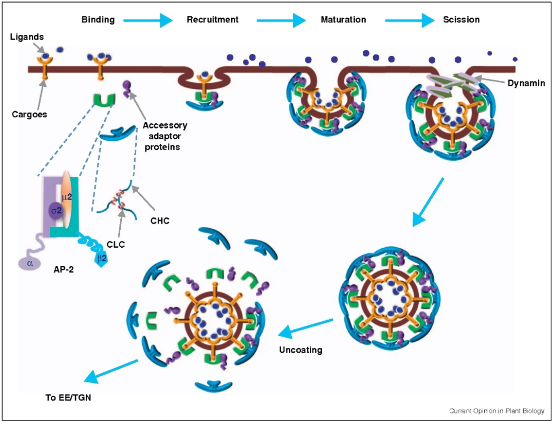 Mechanisms of Endocytosis for ADC Drugs