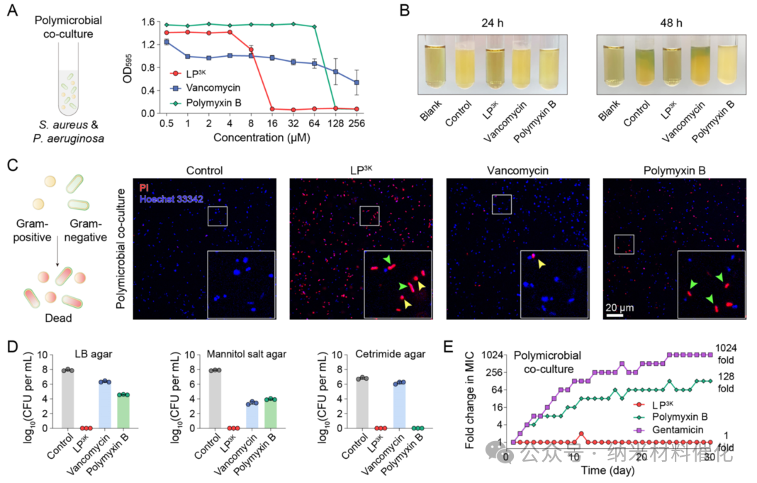 A Bioinspired Lipopeptide Surmounts Therapeutic Dilemmas of Gram-Positive and Gram-Negative Polymicrobial Infection