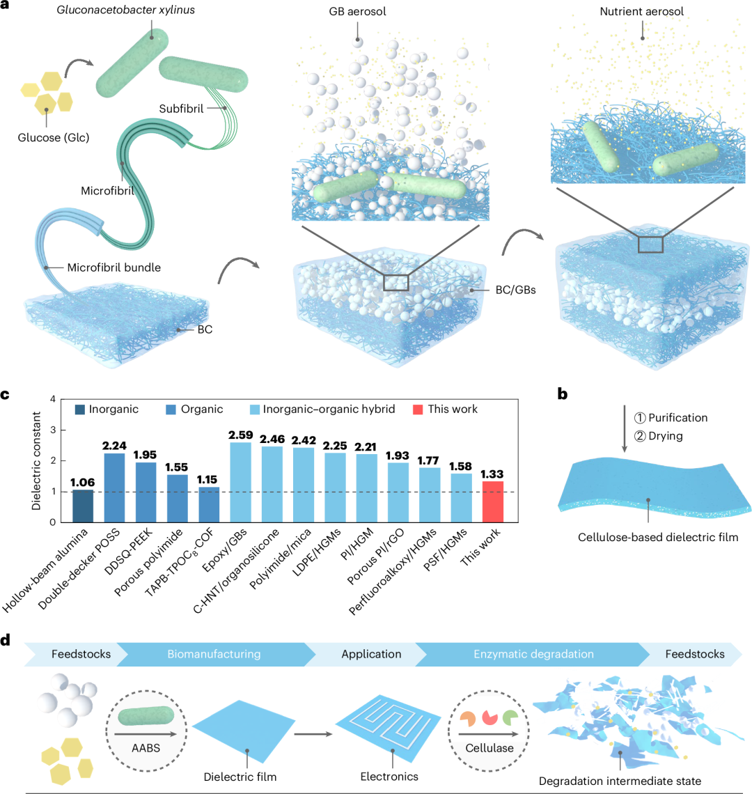 Living Circuit Boards: How the Chinese Academy of Sciences Uses Bacteria to Revive Smartphones