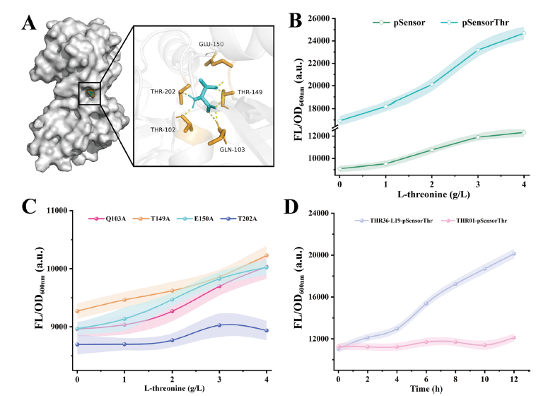 Biosensor Exploration: Enhancing L-Threonine Production in Escherichia coli