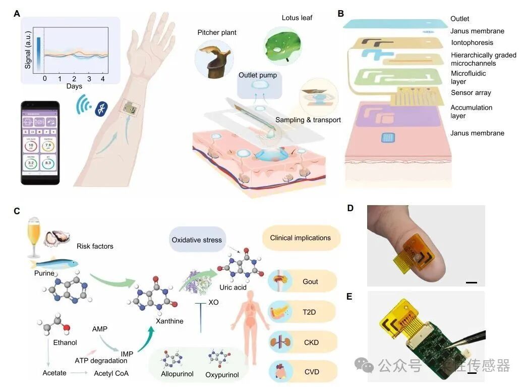 Wearable Sweat Sensor System for Continuous Metabolic Monitoring
