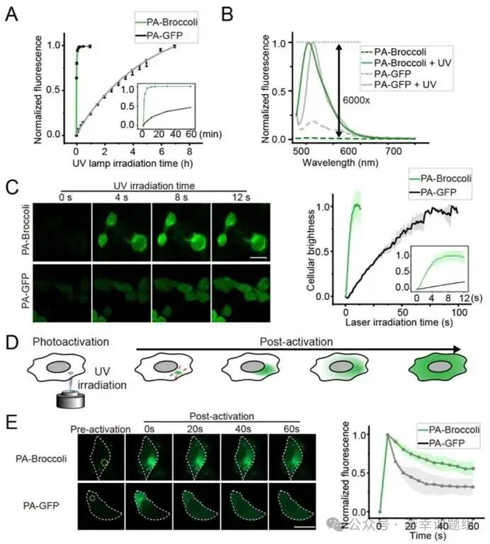 Photoactivatable RNA Tags for Subcellular Photolabeling of RNA