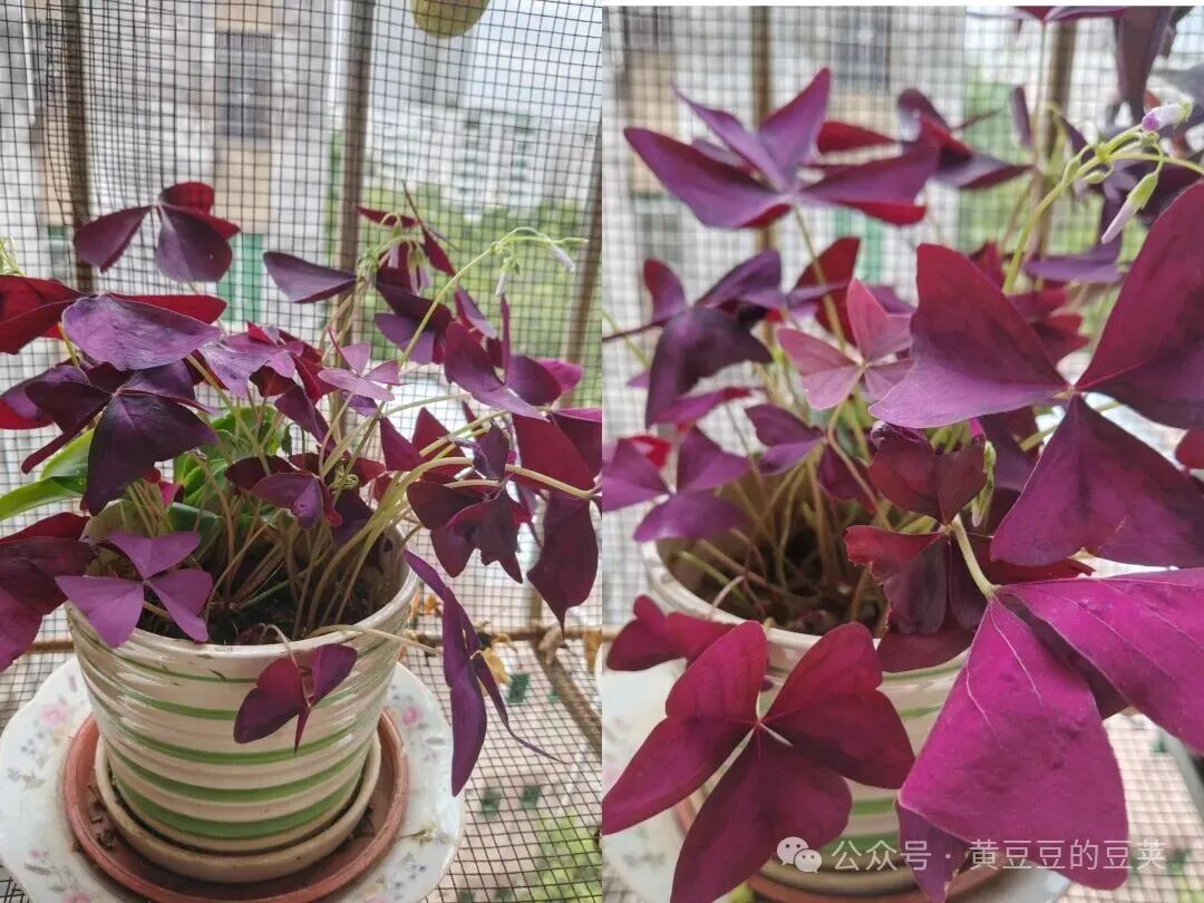 Enjoying the Beauty of Purple Oxalis