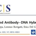 Immuno-Induced Antibody-DNA Hybrid Aggregates