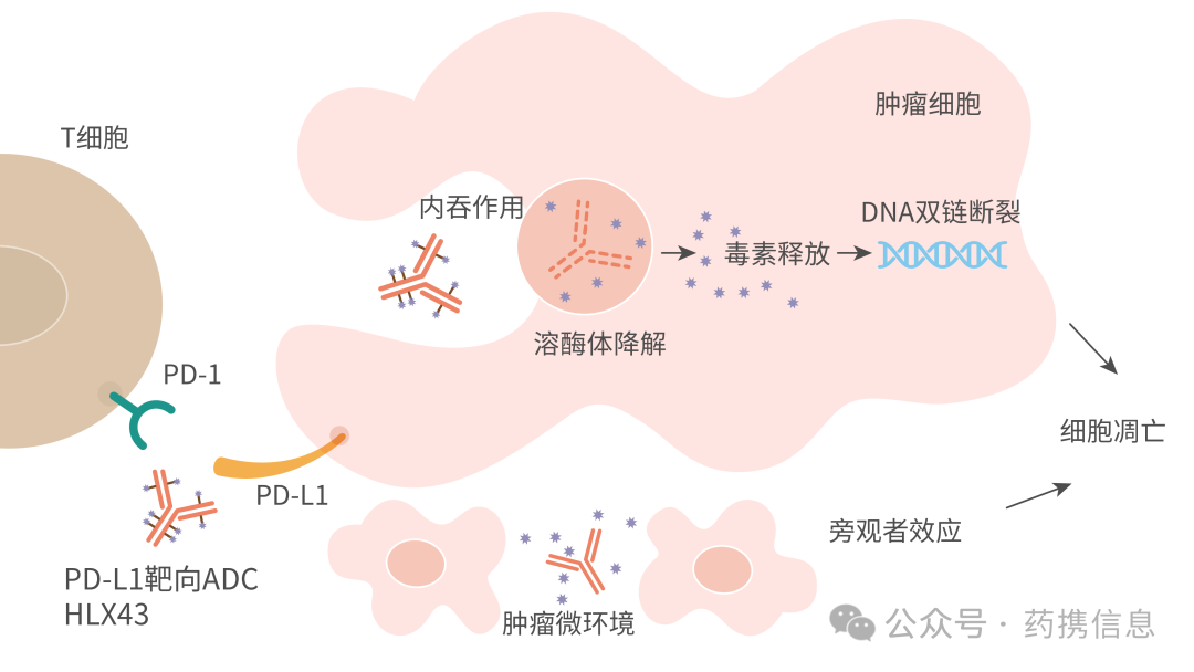 New Clinical Application of Henlius PD-L1 ADC-HLX43 in China Amidst Data Overload