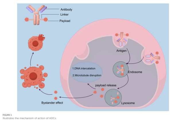 13 Approved ADCs in a Billion-Dollar Market: Why Are ADCs the New Favorite in Cancer Treatment?