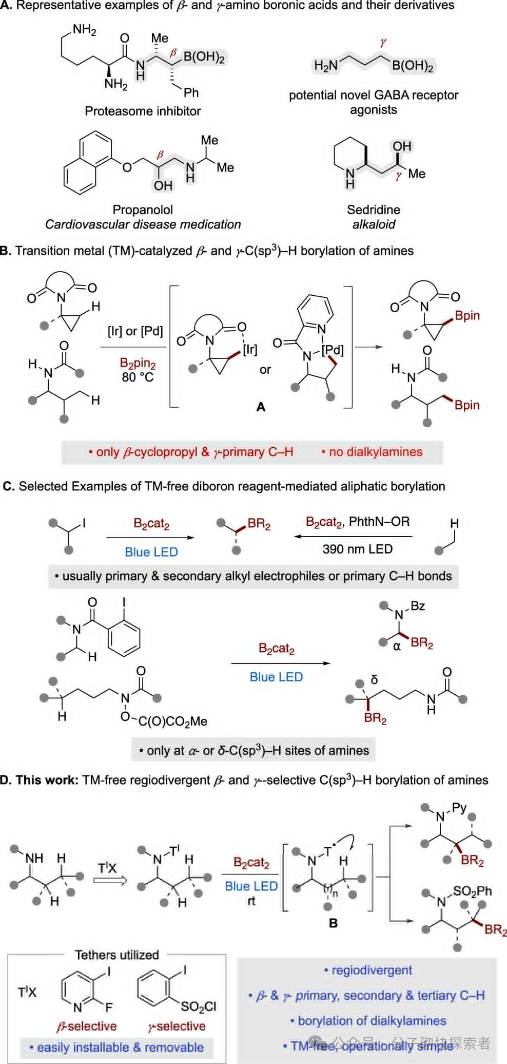 Breakthrough in C–H Borylation of Aliphatic Amines: Metal-Free Catalysis Achieves Selective Functionalization at β/γ Positions