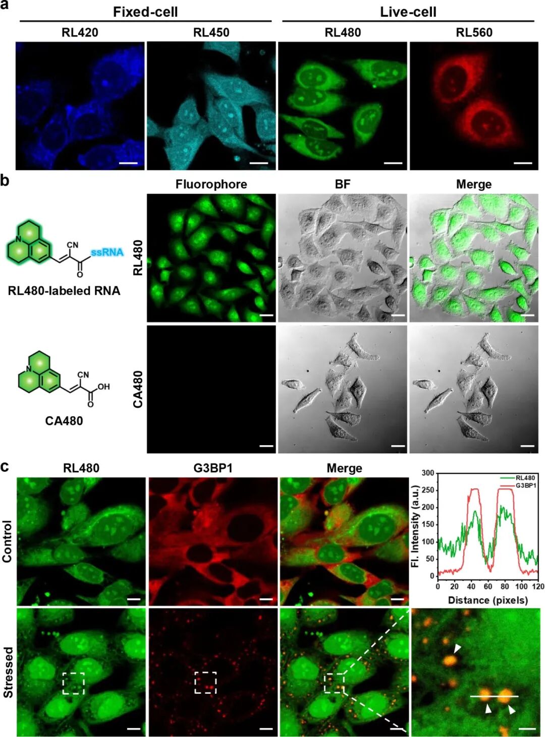 RNA Fluorescent Covalent Probes