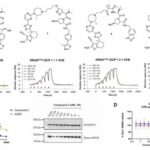 Targeting the 'Activated State' KRAS: Discovery of the Highly Cooperative PROTAC Degrader ACBI4