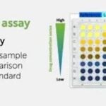 In Vitro Pharmacodynamic Evaluation - Development and Validation of Biological Activity Methods for ADC Drugs