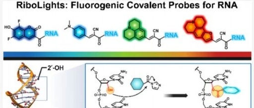 Fluorogenic Covalent Probes for RNA