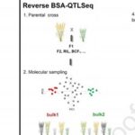 New Product Launch! MultiTrait BSA Achieves Simultaneous Gene Mapping for Multiple Traits, Breaking Through Breeding Efficiency Bottlenecks