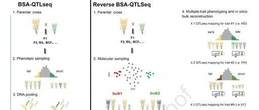 New Product Launch! MultiTrait BSA Achieves Simultaneous Gene Mapping for Multiple Traits, Breaking Through Breeding Efficiency Bottlenecks