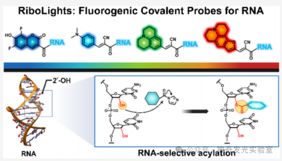 Fluorogenic Covalent Probes for RNA
