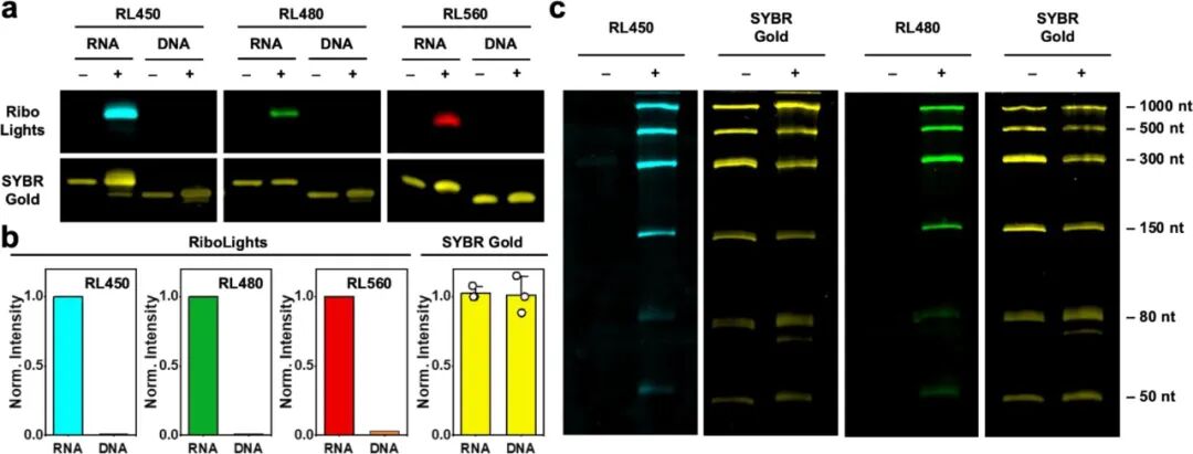 RNA Fluorescent Covalent Probes