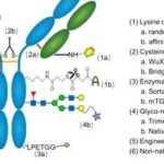 Comprehensive Analysis of ADC Conjugation Technology