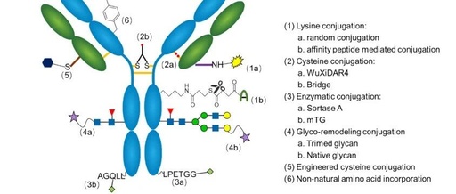 Comprehensive Analysis of ADC Conjugation Technology