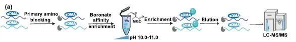 Decoding Arginine Dimethylation Isomers via pH-Tuned Reactivity with Methylglyoxal: A Chemical Approach for Functional Proteomics