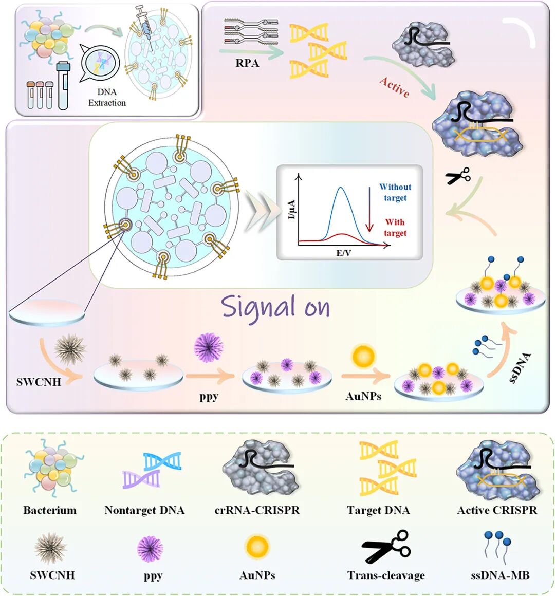 A Microfluidic Chip-Based Electrochemical Biosensor Coupled with CRISPR/Cas12a for Simultaneous Detection of Foodborne Pathogens