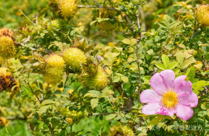 Beyond Vitamin C: The Amazing Antioxidant Power of SOD in Kiwi Fruit